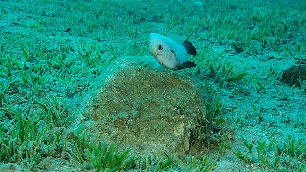 Damsel Damsel guards the eggs on the stone. Breeding period. Domino Damsel