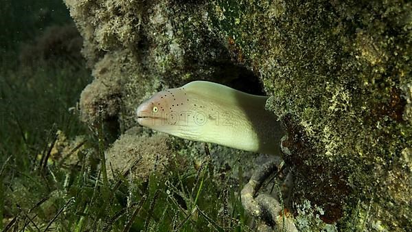 Close-up of Moray lie in the coral reef. Geometric moray