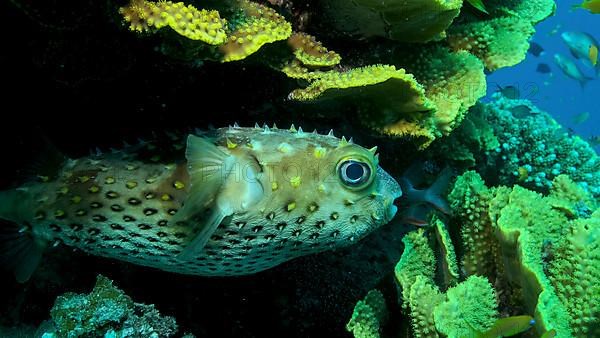 Porcupinefish is hiding under under Lettuce coral. Ajargo