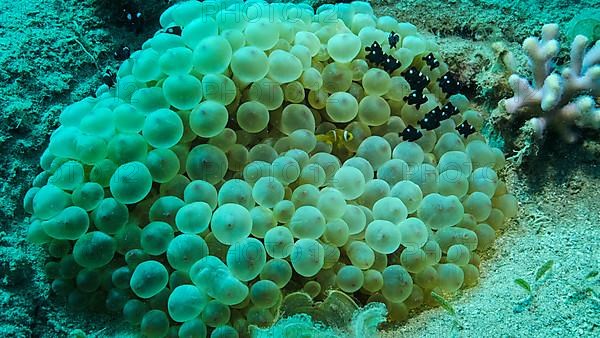 Baby Clownfish and school of Damsel fish swims on Bubble Anemone. Red Sea Anemonefish