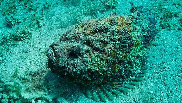 Close-up of the Stonefish lies on sandy bottom covered with green seagrass. Reef Stonefish