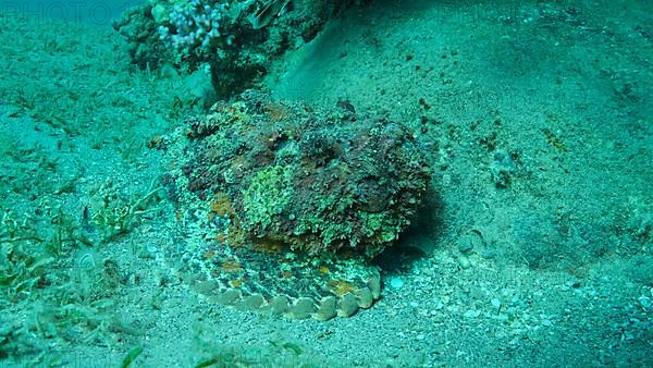 Close-up of the Stonefish lies on sandy bottom covered with green seagrass. Reef Stonefish