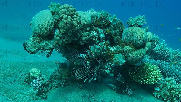 Common Lionfish or Red