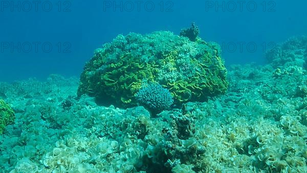 Once beautiful coral reef is overgrown with algae as a result of eutrophication