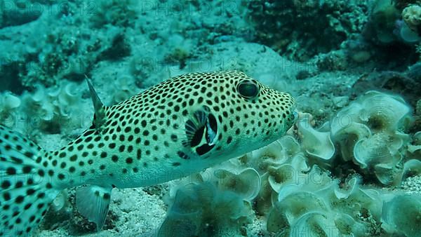 Close-up of Pufferfish