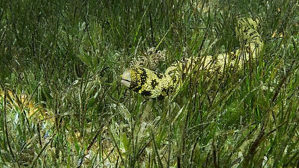 Close-up of Moray slowly swims in green seagrass. Snowflake moray