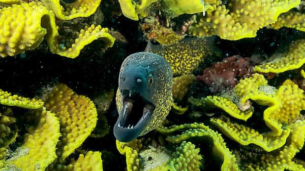 Yellow Edged Moray Eel