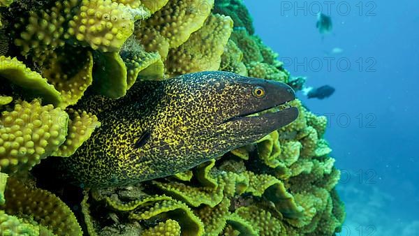 Yellow Edged Moray Eel