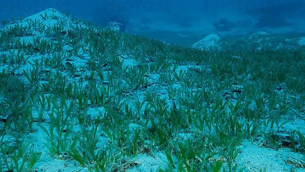 Sangy seabed covered with green seagrass. Underwater landscape with Halophila seagrass. Red sea