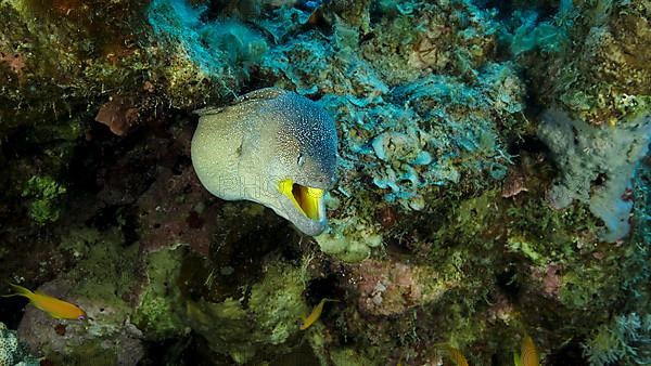 Close-up portrait of Moray with open mouth peeks out of its hiding place. Yellow-mouthed Moray Eel