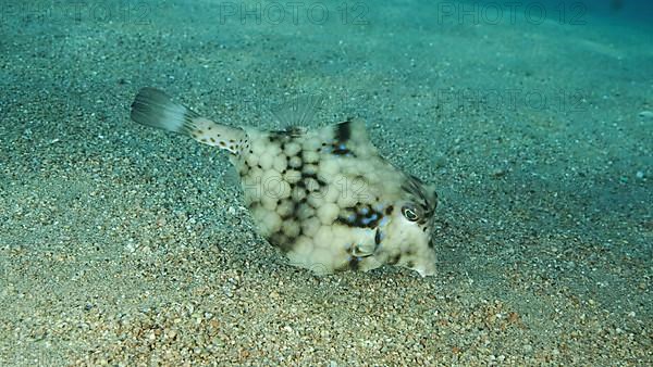 Close-up of Boxfish swims over sandy bottom. Thornback Boxfish or Camel Cowfish