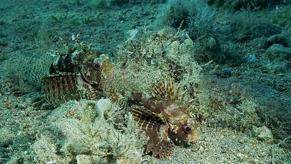 Zebra Lionfish