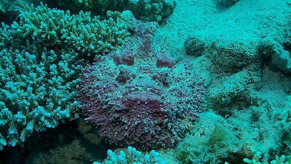 Close-up of pink Stonefish lies on corals. Reef Stonefish