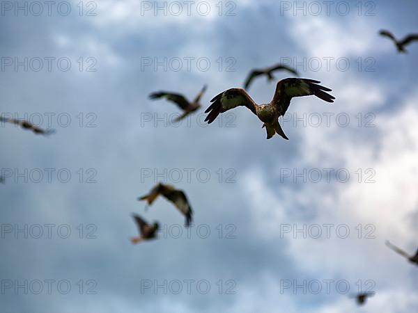 Flock of red kites