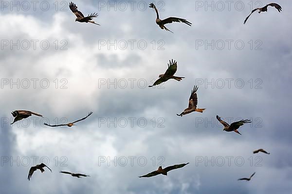 Flock of red kites