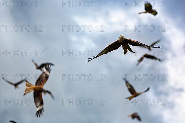 Flock of red kites