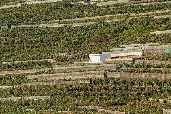 Banana plantations at the Punta Cumplida headland