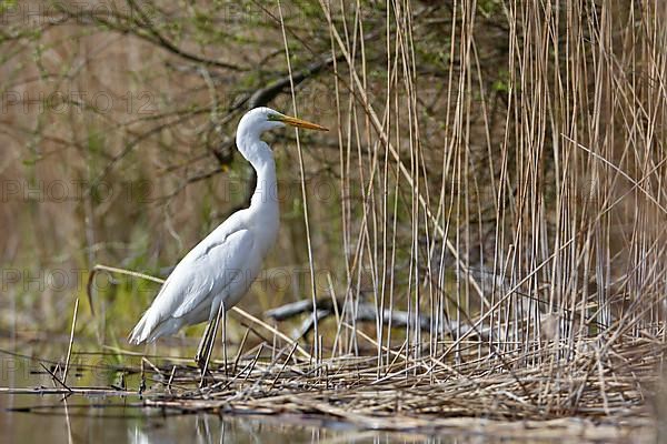 Great White Egret