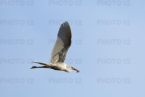 Great White Egret