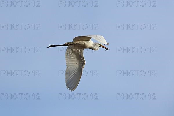 Great White Egret