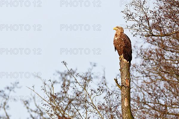 White-tailed eagle