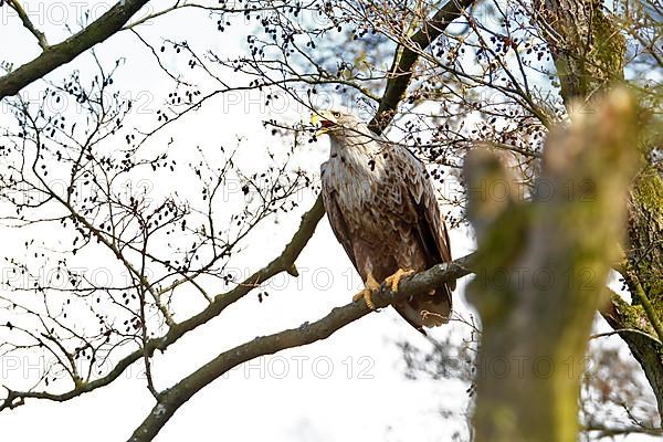 White-tailed eagle