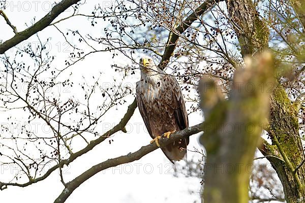 White-tailed eagle