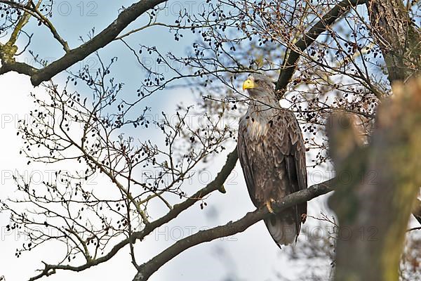 White-tailed eagle