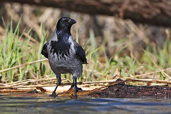 Hooded crow