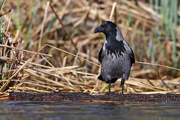 Hooded crow