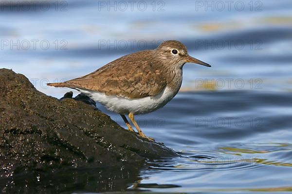 Common Sandpiper