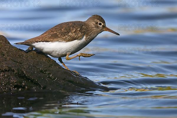 Common Sandpiper