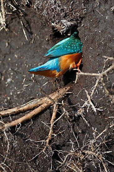 Kingfisher