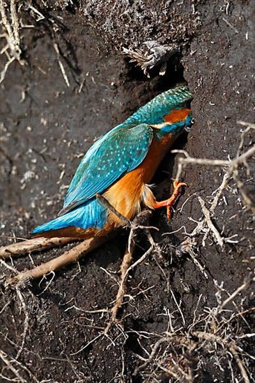 Kingfisher