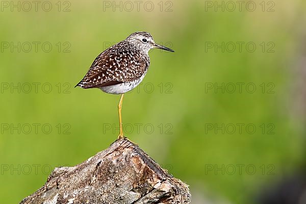 Wood Sandpiper