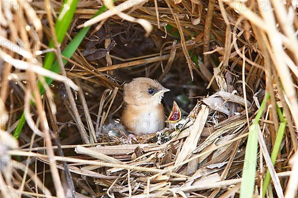 Bearded Tit