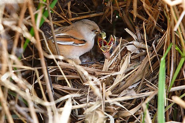 Bearded Tit