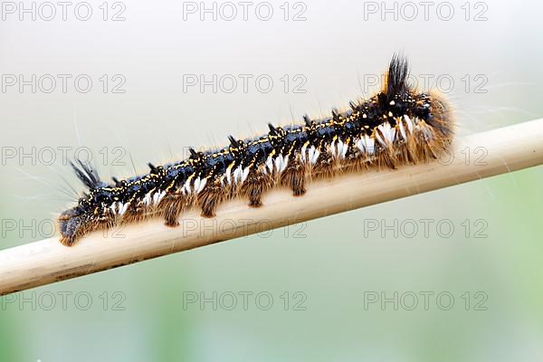Young caterpillar of the drinker moth