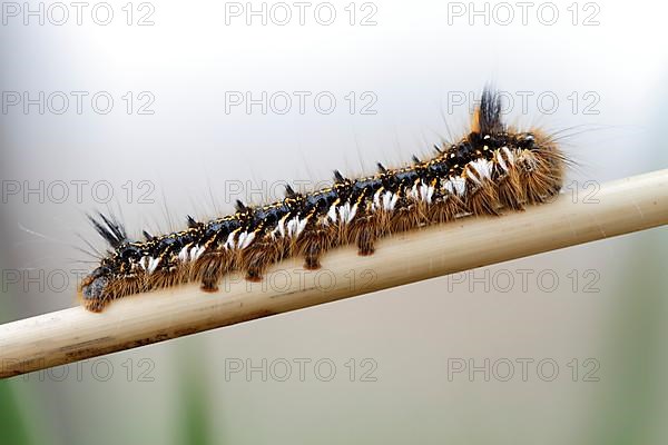 Young caterpillar of the drinker moth