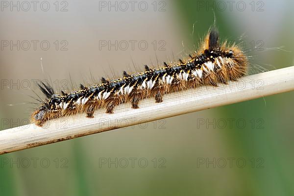 Young caterpillar of the drinker moth