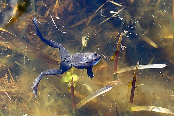 Moor frog