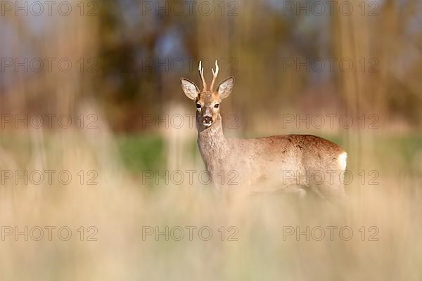 Roe deer