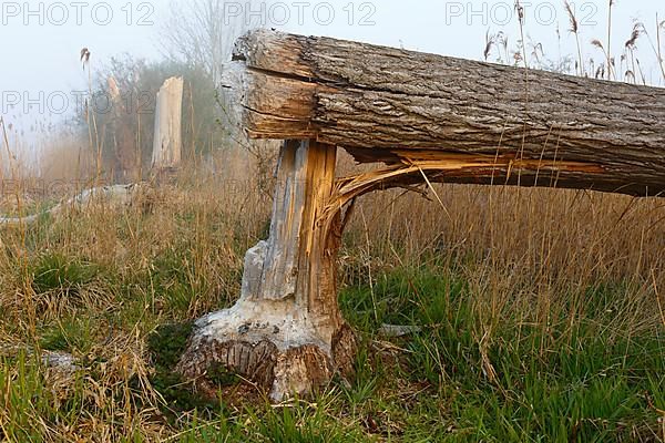 Beaver damage