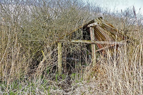 Dilapidated boat shed in willow bushes