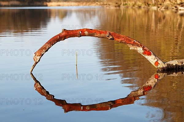 Branch in water