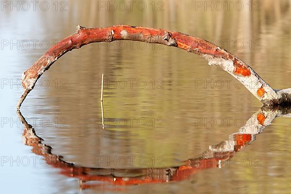 Branch in water