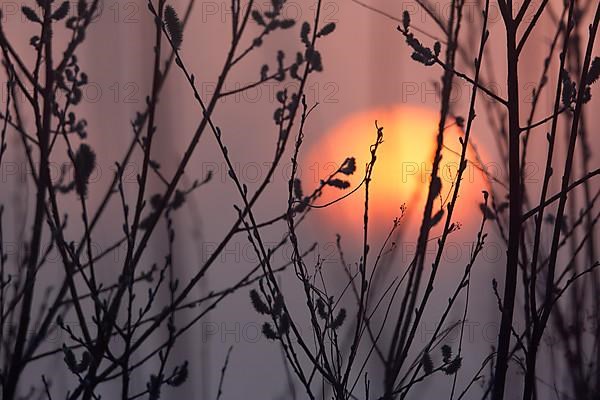 Sunset in the Alder Marsh Forest