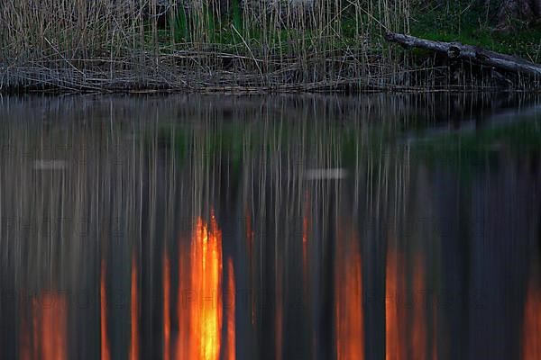 Sunset in the Alder Marsh Forest