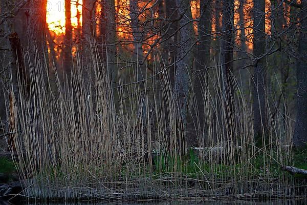 Sunset in the Alder Marsh Forest