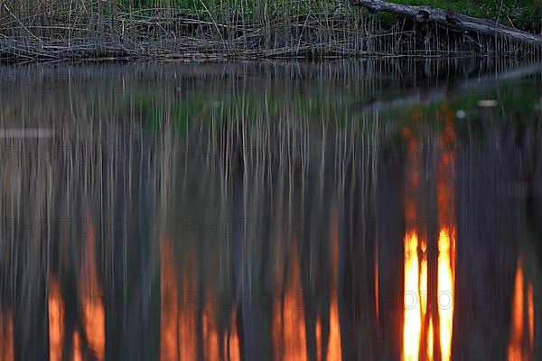 Sunset in the Alder Marsh Forest